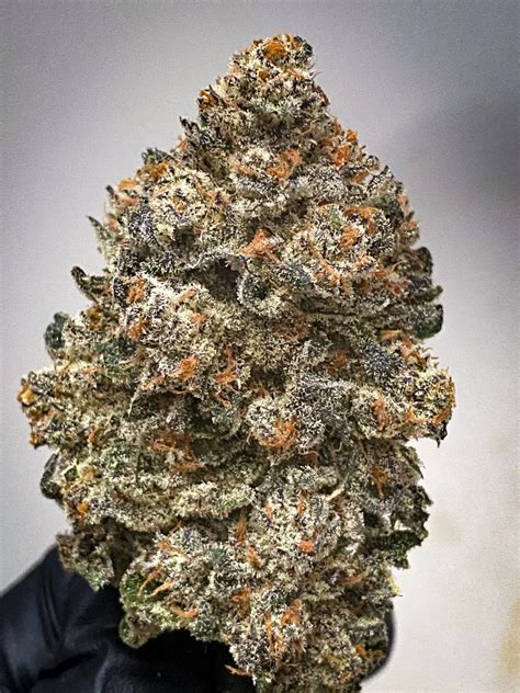 Pearl Cadillac is a brand new strain from Insane Seeds that was created by crossing their Spanish Moon & Winterberry Strain. Buds are a dark, deep green with plenty of purple, making for some very pretty flowers. The aroma is pleasant – mild like a sweet perfume.. 