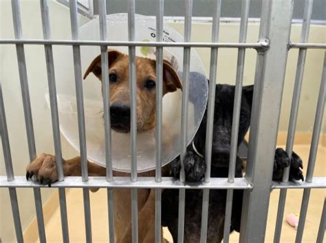 As Nevada Humane Society is open seven days a week, availability and 