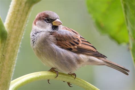 Sparrow Onlyfans Leak