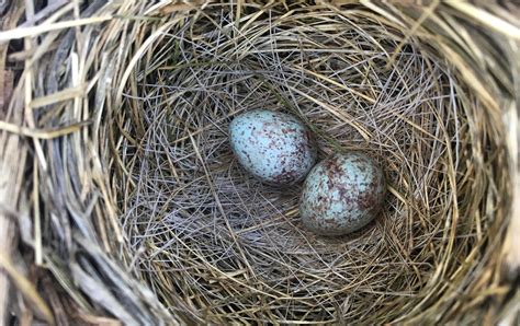 Sparrow nest. Date: Every year, World Sparrow Day is observed on March 20. This year, the special day falls on a Wednesday. History: The first World Sparrow Day … 