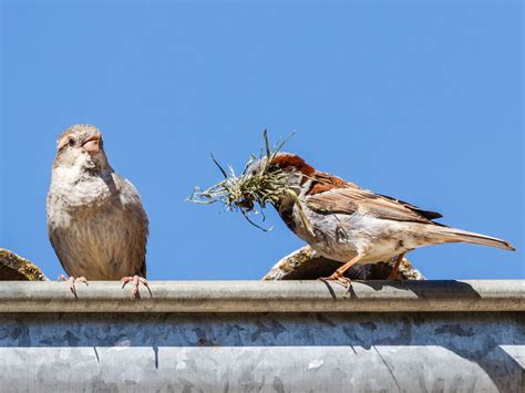Sparrow nesting brooklyn.  Aggressive competitors: HOSP begin nesting ...