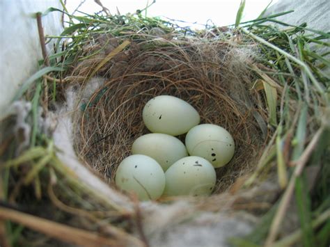 Sparrows nest. Things To Know About Sparrows nest. 