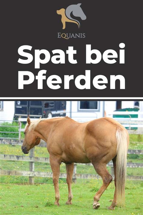 Spat pferd video