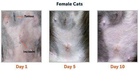 Conclusion. A spay incision should look healed after a week, with no redness or discharge. The incision may be slightly pink and there may be some swelling, but this is normal. The area should be clean and dry, and the stitches should have dissolved. A spay incision is a surgical incision made to remove the ovaries and uterus of a female animal.. 