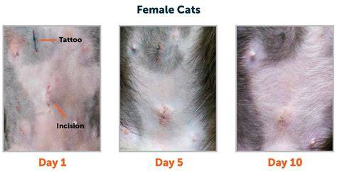 Spay incision healing process.  Initially, the incision will be red, swolle...