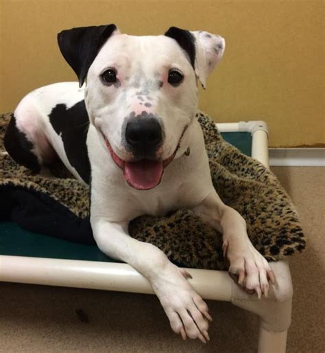 Matilda was rushed to the SPCA's shelter in Eatontown for urgent medical care. "She was shaking and whimpering, and we weren't sure she was going to make it,'' the SPCA said.. 