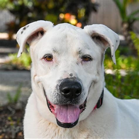 Orange county animal services is currently open for in-person adoptions, with no appointment required. As is the standard adoption protocol, animals are available on a first come, first served basis following interaction with the pet. animal services does not offer any holds for pets in advance of visiting the shelter in person. . 
