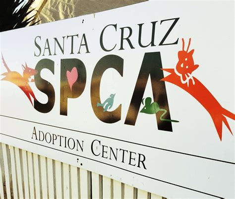 Spca santa cruz. In Santa Cruz, the primary organization safeguarding and improving the lives of domestic animals is the Santa Cruz County Animal Shelter. The Shelter, whose intake exceeds five thousand animals a year, has a bedrock of municipal funding for core services such as animal control, licensing, rabies vaccinations, housing for strays and surrenders, and … 