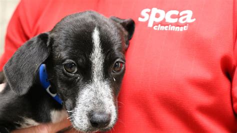 View Comments. SPCA Cincinnati in Sharonville has completed a dog-kennel expansion and the public is invited to attend a ribbon-cutting ceremony for it on Thursday, Sept. 10. Festivities begin at .... 