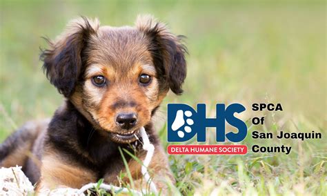 Delta Humane Society & S.P.C.A. has been servi