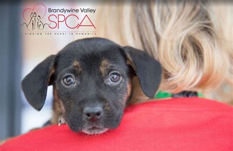 Spca west chester pa. 23 beagles saved from Va. lab now up for adoption at Brandywine Valley SPCA . Those looking to adopt or foster the dogs can stop by the SPCA in West Chester Saturday from 11 a.m. to 5 p.m. 