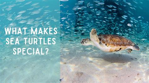 Special Adaptations of Sea Turtles 6 ways they are adapted