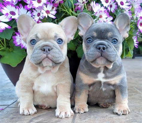 Special French Bulldog Puppies Reviews