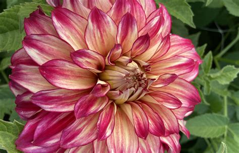 Special Offer Dahlia Tubers