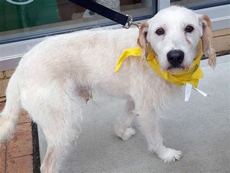 Special needs dog in need of new home after owner no longer able to provide care