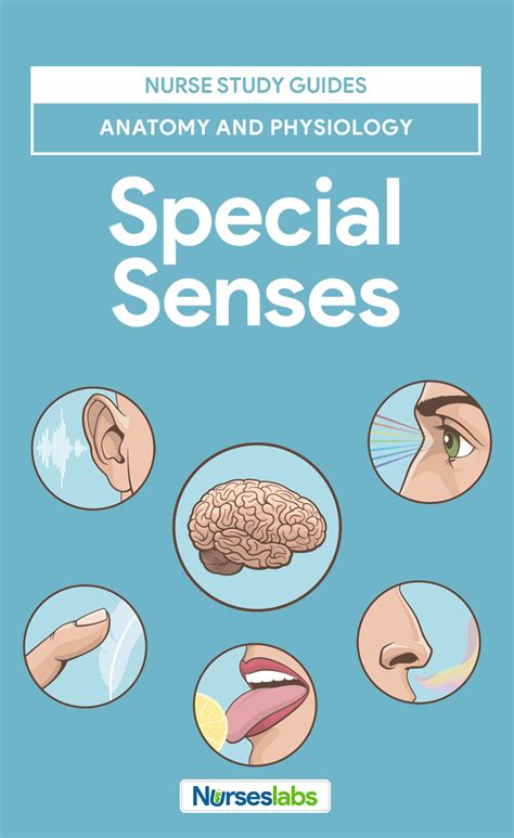 Special senses study guide 1 in anatomy. - Martini bartholomew essentials of anatomy study guide.