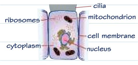 Specialised animal cells Flashcards Quizlet