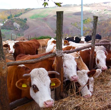 Specializzazione da latte negli allevamenti italiani. - Specializzazione da latte negli allevamenti italiani.