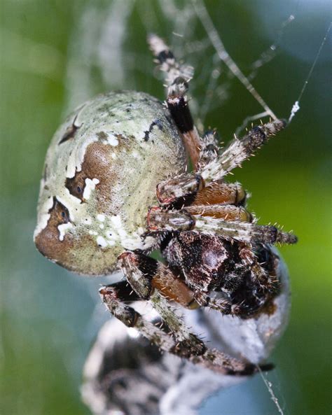 Species Araneus bicentenarius - Giant Lichen Orbweaver