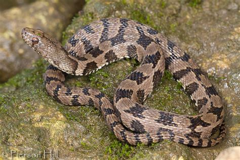 Species Profile: Brown Watersnake (Nerodia …