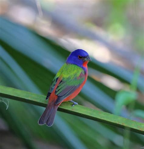 Species Spotlight: Painted Bunting By: Wes Tallyn