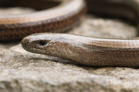 Species in Focus: Slow Worm - Irish Wildlife Trust