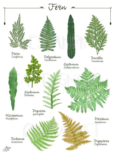 Species list Ferns of Sulawesi