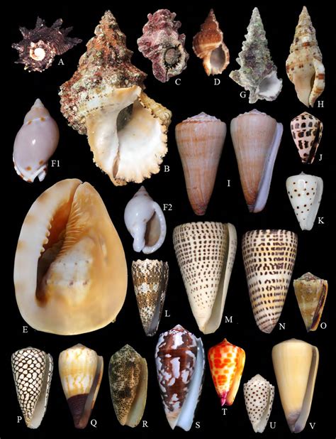 Reviewed gastropods were recorded by species. Records of cryptic gastropods were presented by authors with variable levels of confidence but were …. 