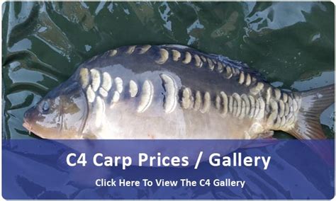 Specimen Carp For Sale – Fish up to 16lb - White …