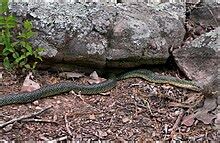 Speckled Snake - Wikipedia