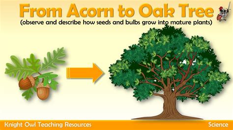 Speech Therapy - Acorns to Oak Trees