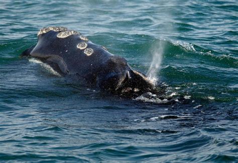 Speeding boats, fishing gear the leading causes of North Atlantic right whale deaths, conservation experts say