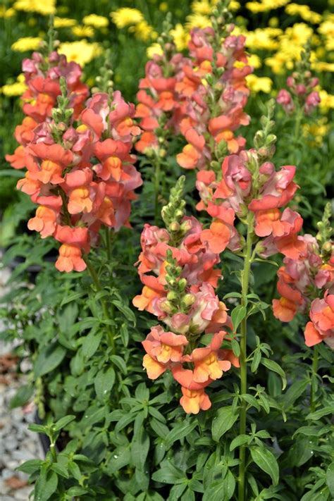 Speedy Sonnet Bronze Snapdragon (Antirrhinum majus