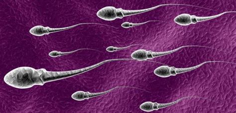 Sperm testinde morfoloji nedir