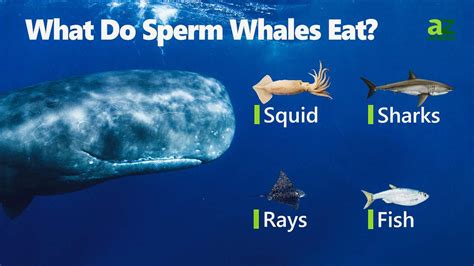Sperm whale diet. Sperm whales were a primary target of the commercial whaling industry from 1800 to 1987, which nearly decimated all sperm whale populations. While whaling is no longer a major threat, sperm whale populations are still recovering. ... their diet consists of species such as squid, sharks, skates, and fish that also occupy deep ocean waters. ... 