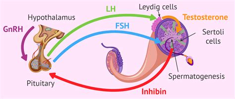 Spermatogenesis: its regulation by testosterone and FSH