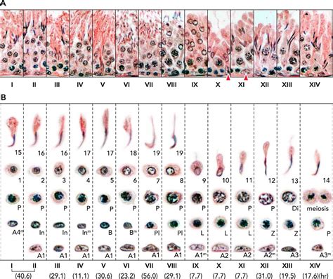 Spermatogenesis and cycle of the seminiferous epithelium