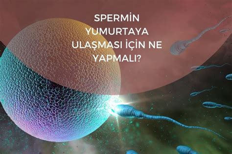 Spermin yumurtaya ulaşması