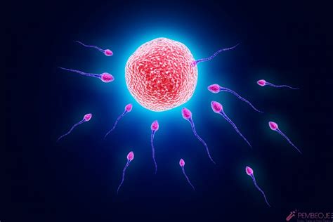Spermle yumurtanın birleşmesi