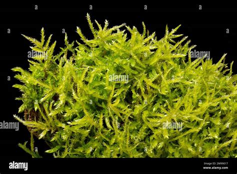 Sphagnum Peat Moss Photos and Premium High Res Pictures