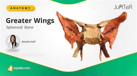 Sphenoids Onlyfans Leak [PPV] 🍌 118 Videos