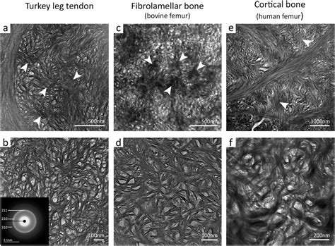 Spherulitic Crystal Growth Drives Mineral Deposition Patterns in ...