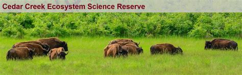 Sphex species - Cedar Creek Ecosystem Science Reserve