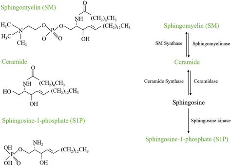 Sphingolipid metabolism and its role in the skeletal tissues