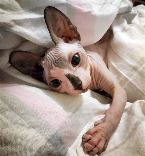 Sphynx Appreciation Collection: Hairless And Working It