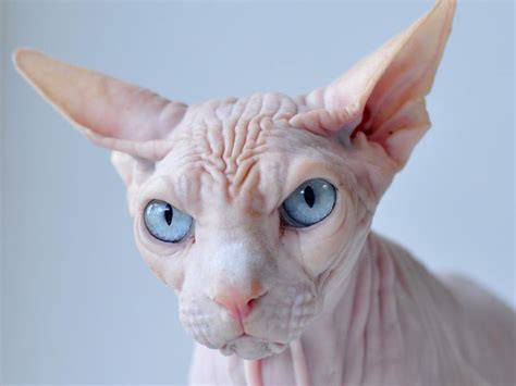 Sphynx Cats Wiki Fandom