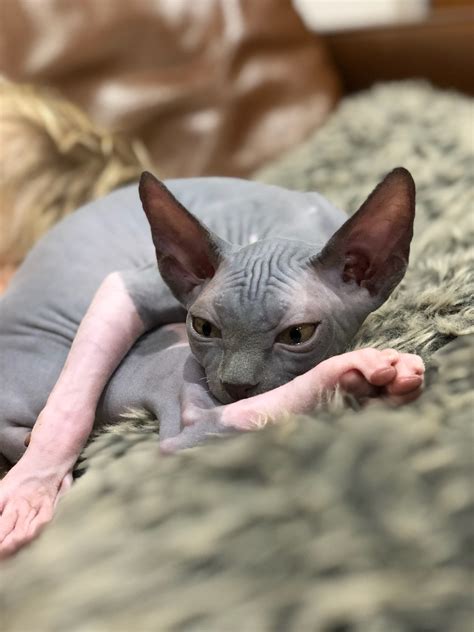Sphynx breeder. Lifespan: 8-14 years. Coat: Wrinkled, hairless skin, with a variety of colors and patterns. Temperament: Intelligent, playful, affectionate, and social. Exercise needs: Moderate. … 