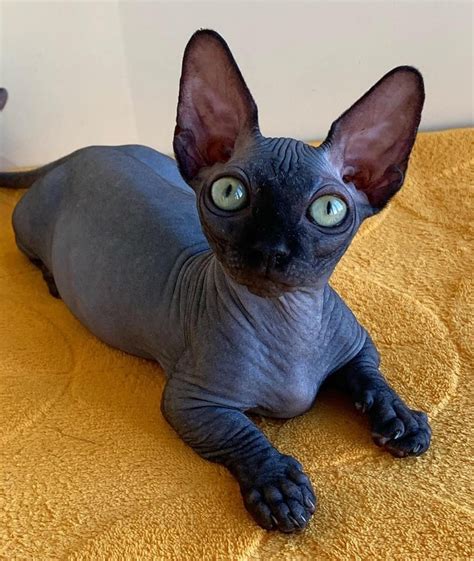 Meow! Why buy a Sphynx kitten for sale if you can adopt and save a life? Look at pictures of Sphynx kittens who need a home.. 