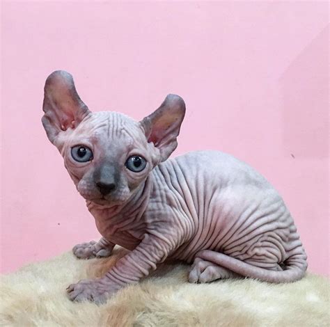 How Much Do Sphynx Cats Cost? The cost of a pedigree, exot