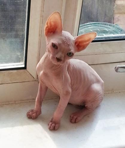We have been breeding Sphynx since 2012. Our kittens are raised und
